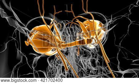 Human Eyes Anatomy For Medical Concept 3D