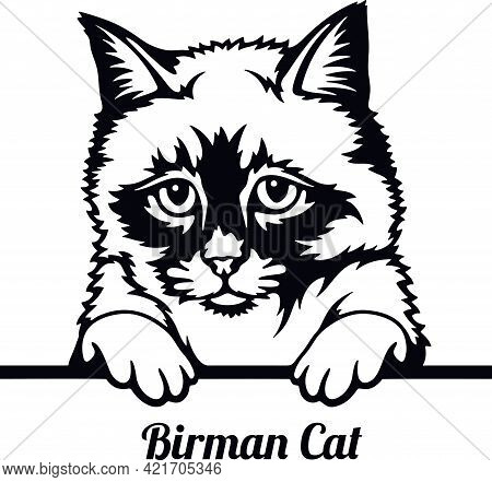 Birman Cat - Cat Breed. Cat Breed Head Isolated On A White Background