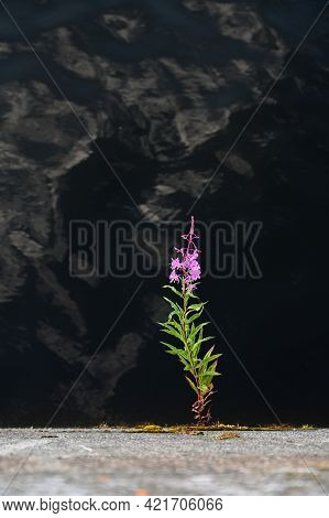 Single Beautiful Pink Willow-tea Flower Or A Blooming Sally Grows On A Rock. Medicinal Plant Ivan-te