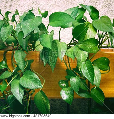 Green Ornamental Plant Epipremnum Or Scindapsus On A Light Background