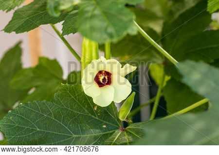 Beautiful Okra Flower Plant.  Yellow Okra Flower. Okra, Lady\'s Finger Plant Blooming