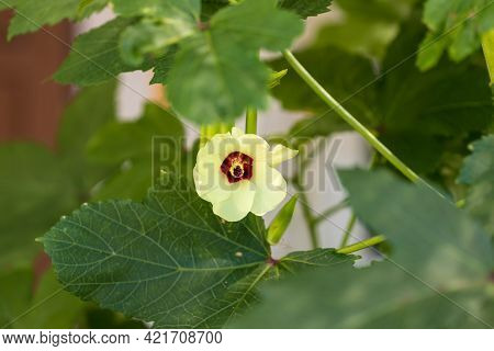 Beautiful Okra Flower Plant.  Yellow Okra Flower. Okra, Lady\'s Finger Plant Blooming
