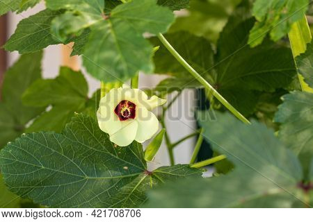 Beautiful Okra Flower Plant.  Yellow Okra Flower. Okra, Lady\'s Finger Plant Blooming