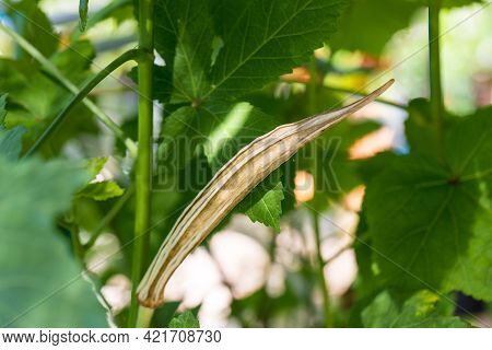 Old Okra Vegetable On Plant In Farm. Toned Okra Pod Mature And Dry On Plant For Saving Seeds. Dried 