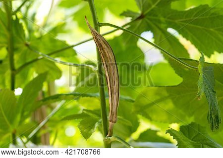 Old Okra Vegetable On Plant In Farm. Toned Okra Pod Mature And Dry On Plant For Saving Seeds. Dried 