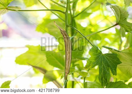 Old Okra Vegetable On Plant In Farm. Toned Okra Pod Mature And Dry On Plant For Saving Seeds. Dried 