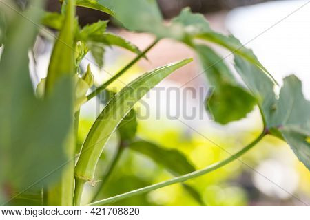 Okra Vegetable On Plant In Farm. Okra Plant Growing In Home Garden. Okra Flower