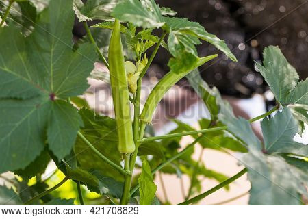 Okra Vegetable On Plant In Farm. Okra Plant Growing In Home Garden. Okra Flower