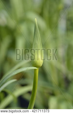African Lily Amourette White Flower Bud - Latin Name - Agapanthus Amourette White