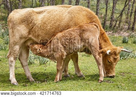 Unweaned Calf Suckling From His Mother. Bovine Cattle. Nursling