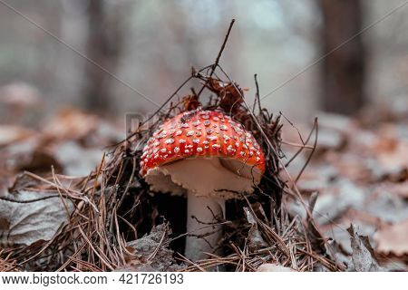 Red fly agaric mushroom in the woodland in autumn time hiding in dry leaves and grass. Poisoned dangerous toxic amanita outdoors closeup