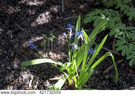 Scilla Mischtschenkoana, The Mishchenko Or Misczenko Squill, Early Squill Or White Squill, Is A Pere