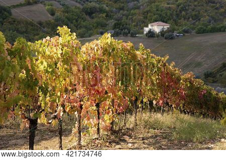 Vineyards And Winery In A Valley, Farming And Wine Pruduction