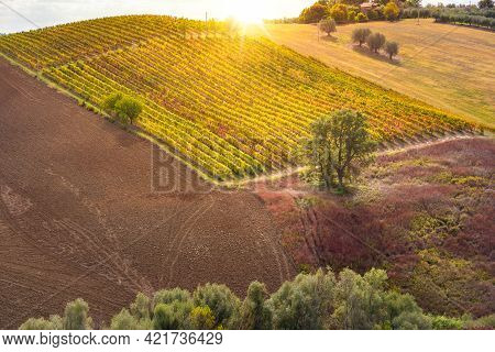 Vineyards And Winery On Hills, Farming And Wine Pruduction