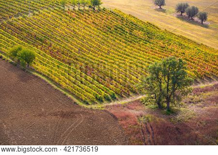 Vineyards And Winery On Hills, Farming And Wine Pruduction