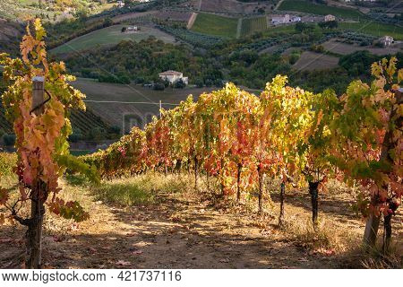 Vineyards And Winery In A Valley, Farming And Wine Pruduction