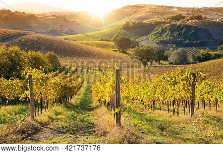 Vineyards And Winery In A Valley, Farming And Wine Pruduction