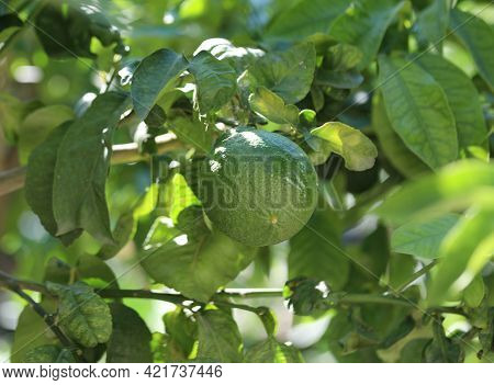 Large Ripe Green Bergamot Fruit A Typical Citrus Fruit Of Southern Italy Of The Italian Mediterranea