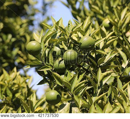 Ripe Bergamot Fruit A Typical Citrus Fruit Of Southern Italy Of The Italian Mediterranean Regions Ca