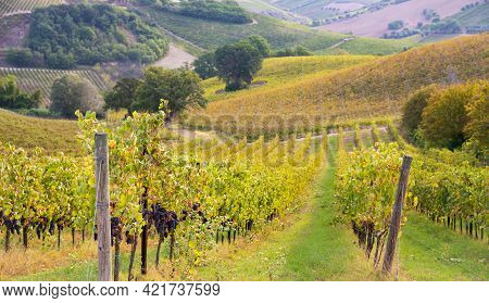 Vineyards And Winery In A Valley, Farming And Wine Pruduction