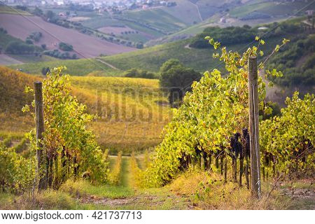 Vineyards And Winery In A Valley, Farming And Wine Pruduction