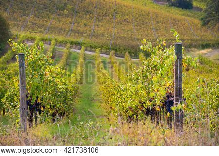 Vineyards And Winery In A Valley, Farming And Wine Pruduction