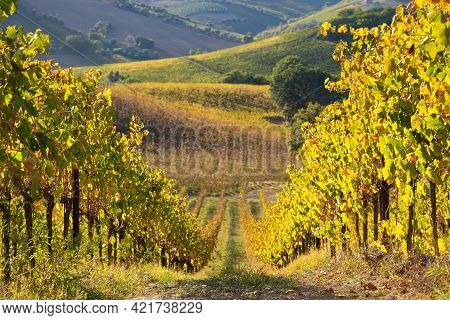 Vineyards And Winery In A Valley, Farming And Wine Pruduction