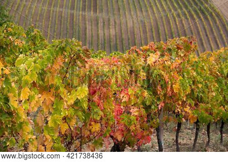 Vineyards And Winery In A Valley, Farming And Wine Pruduction