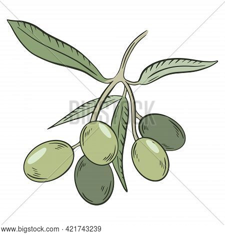 Green Olives On A Branch, Vector. Whole Olive. A Plucked Branch With Leaves And Fruits. Hand Drawing