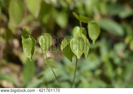 Alpine Barrenwort Leaves - Latin Name - Epimedium Alpinum
