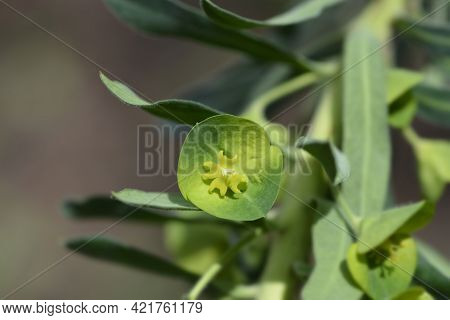 Wulfens Spurge - Latin Name - Euphorbia Characias Subsp. Wulfenii