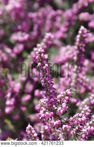 Darley Dale Heath - Latin Name - Erica * Darleyensis Darley Dale