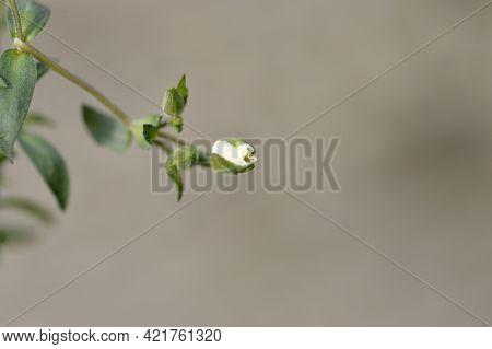 Mountain Sandwort - Latin Name - Arenaria Montana