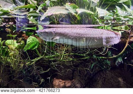 Silver Arowana Or Osteoglossum Bircurrhosum Is Freshwater Fish In Aquarium.