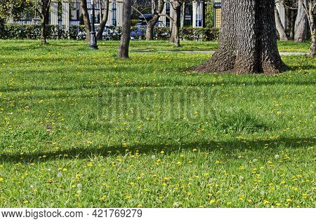 Springtime Meadow In Bloom With Selfheal Also Prunella Vulgaris And Yellow Dandelion Also Tarataxum 