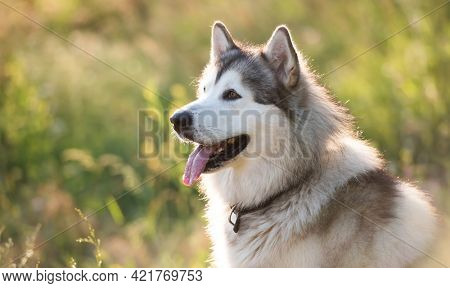 Adorable furry husky dog sitting calmy in the grass in field and looking back. Beautiful doggy with incredible eyes in summertime feels hot. Siberian breed pet and sunlight