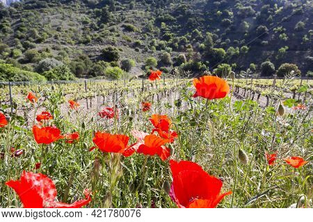 Red Poppies Bloom On Blurred Background Of Vineyards And Rocky Hills. Concept Of Terroir. Winemaking