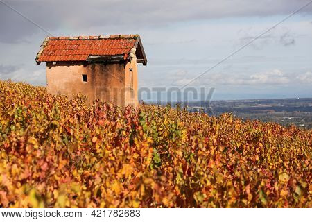 Vineyards In Morgon, Beaujolais During Autumn Seas