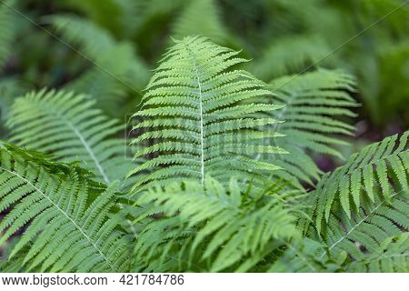 Bright Green Fern On A Summer Sunny Day In The Forest