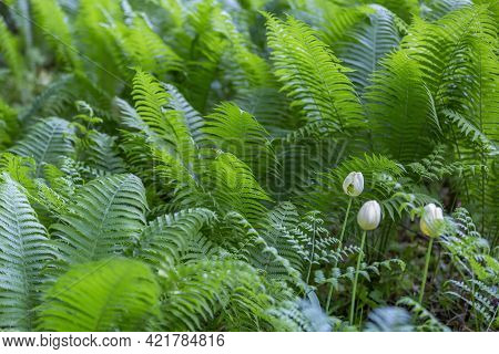 Bright Green Fern On A Summer Sunny Day In The Forest