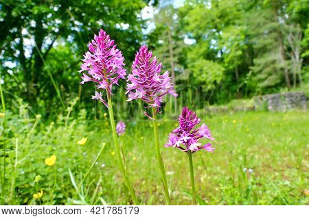 Pyramidal Orchid (anacamptis Pyramidalis) Growing Wild In A Meadow
