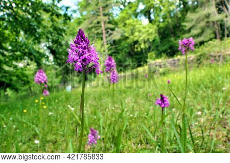 Pyramidal Orchid (anacamptis Pyramidalis) Growing Wild In A Meadow