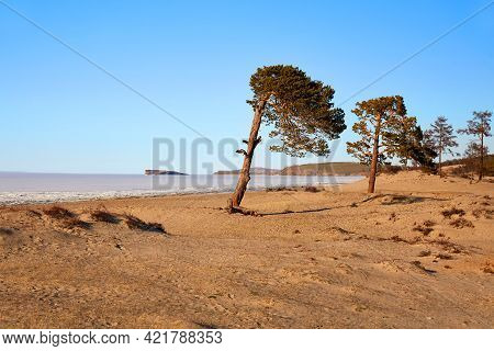 Pine Trees On The Sandy Beach Of The Sarai Bay Of Olkhon Island. Lake Baikal On A Spring Day.