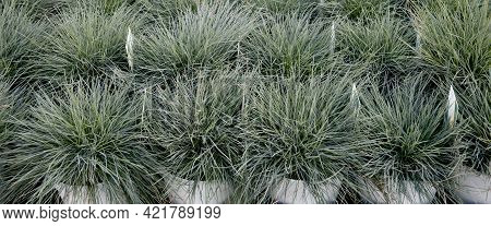 Seedlings In Pots Blue Fescue Intense Blue Leaves Festuca Glauca, Bunner