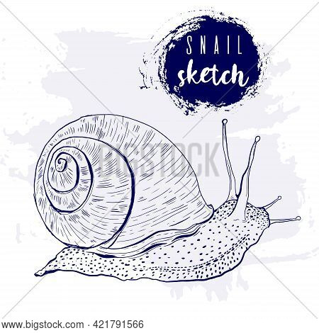 Vintage Animal Snail Marine Sketch.retro Line Style.hand Drawn Underwater