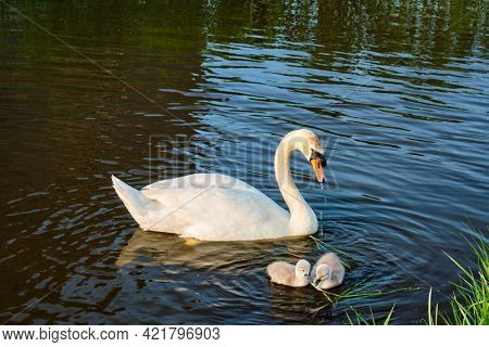 Swan with little swans in river