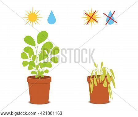 Potted Blossom Plant With Watering And Sunlight Symbols Vs Wilted Flower Without Care. Houseplant Gr