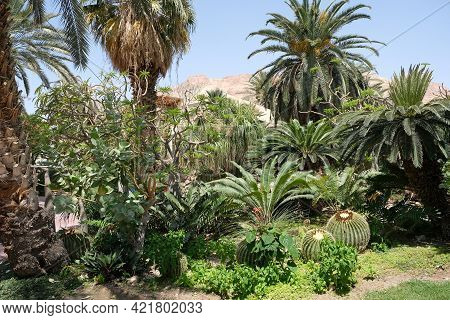 Ein Gedi, Israel - April 25, 2021: Unique Ein Gedi Botanical Garden On The Coast Of The Dead Sea