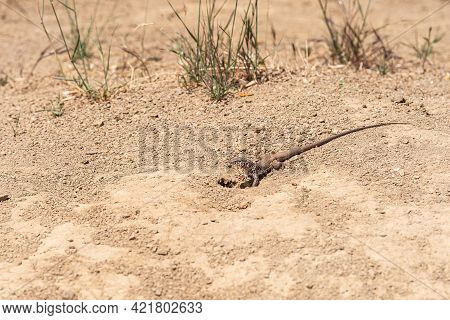 Los Padres National Forest, Ca, Usa - May 21, 2021: Closeup Of Brownish Long-tail Common Side-blotch