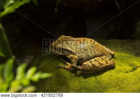 The Common Mexican tree frog (Smilisca baudinii) in zoo.